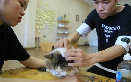 afp-tv_20200808_hum_vnm_animallifestyle_1wd2hu_en